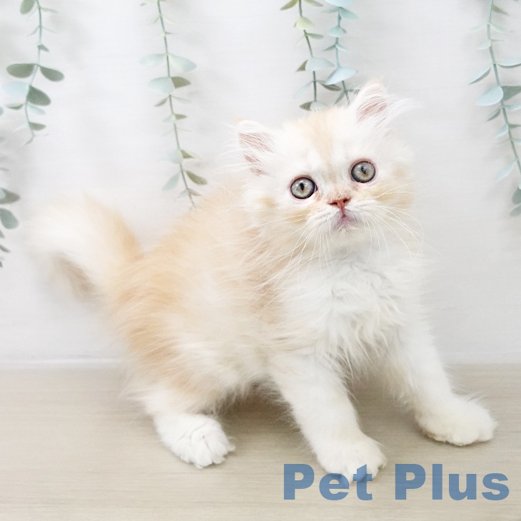 埼玉県のスコティッシュフォールド (ペットプラス 八潮店/2025年9月28日生まれ/女の子/カメオタビーホワイト)の子猫の2枚目の画像