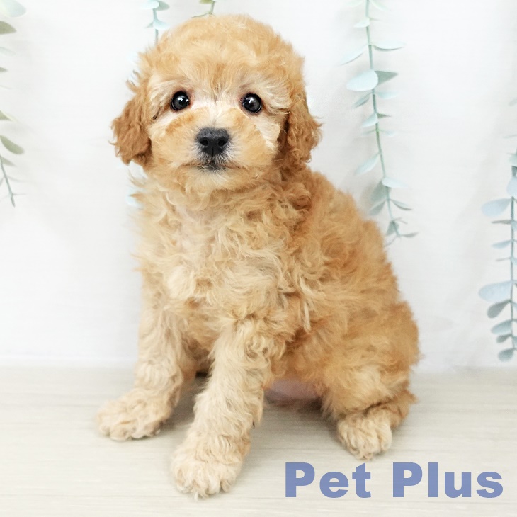 埼玉県のトイプードル(トイ) (ペットプラス 羽生店/2025年10月11日生まれ/男の子/アプリコット)の子犬の1枚目の画像