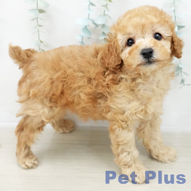 埼玉県のトイプードル(トイ) (ペットプラス 羽生店/2025年10月11日生まれ/男の子/アプリコット)の子犬の2枚目の画像