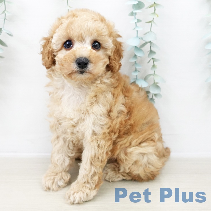 トイ・プードル