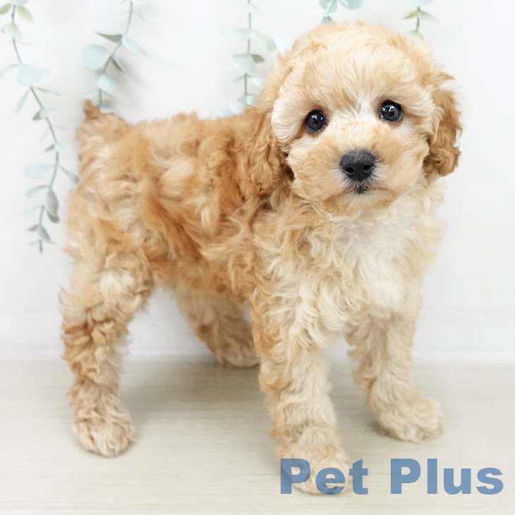 トイ・プードル