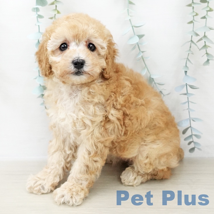 トイ・プードル