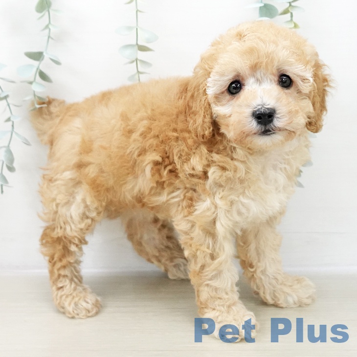 トイ・プードル