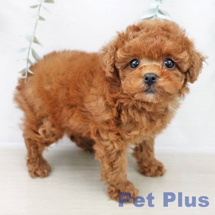 埼玉県のトイプードル(トイ) (ペッツワン 新座店/2025年10月11日生まれ/女の子/レッド)の子犬の1枚目の画像