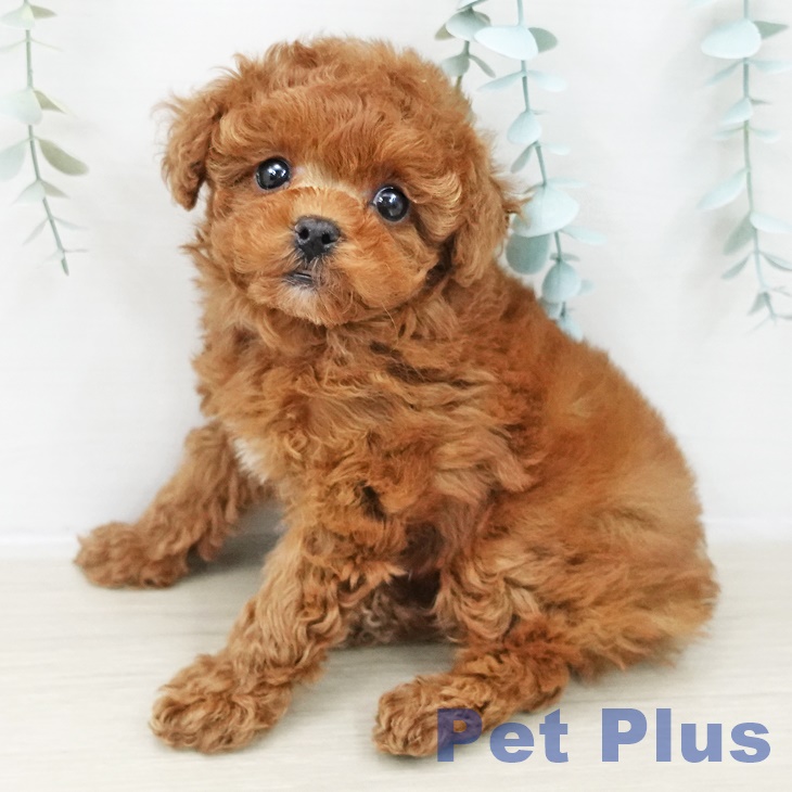 埼玉県のトイプードル(トイ) (ペッツワン 新座店/2025年10月11日生まれ/女の子/レッド)の子犬の2枚目の画像