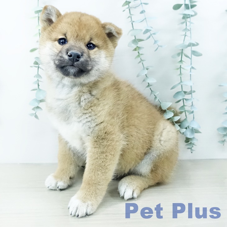 山梨県の柴犬(標準サイズ) (ペットプラス 甲府昭和店/2025年10月11日生まれ/男の子/赤)の子犬の1枚目の画像