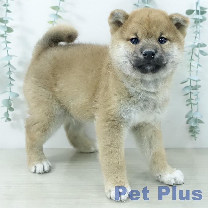 山梨県の柴犬(標準サイズ) (ペットプラス 甲府昭和店/2025年10月11日生まれ/男の子/赤)の子犬の2枚目の画像