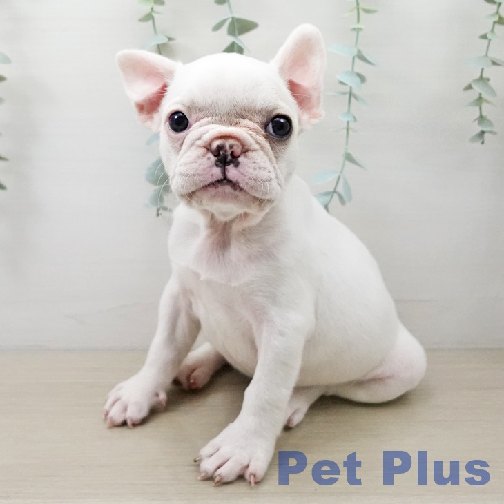 長野県のフレンチブルドッグ (ペットプラス 松本店/2025年10月11日生まれ/女の子/クリーム)の子犬