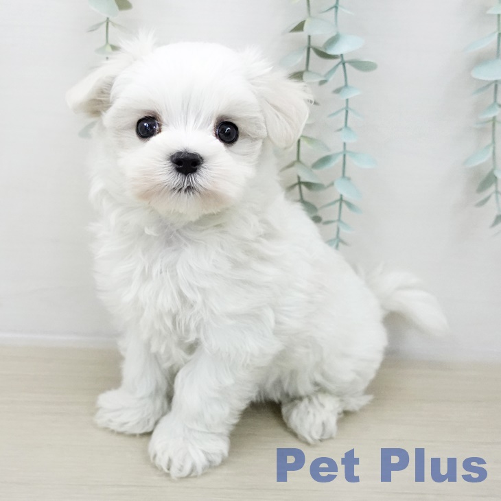 埼玉県のマルチーズ (ペットプラス 川口店/2025年10月7日生まれ/男の子/ホワイト)の子犬の1枚目の画像