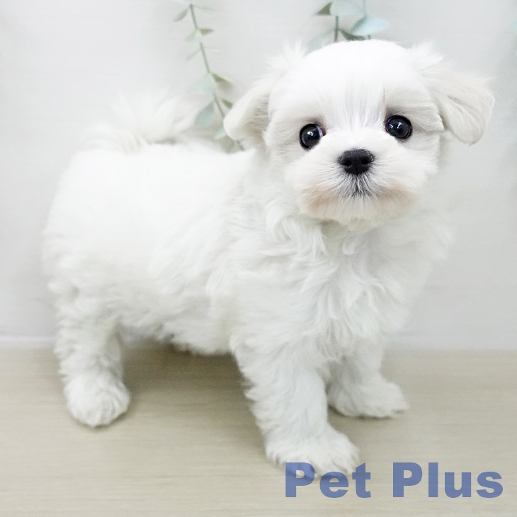 埼玉県のマルチーズ (ペットプラス 川口店/2025年10月7日生まれ/男の子/ホワイト)の子犬の2枚目の画像
