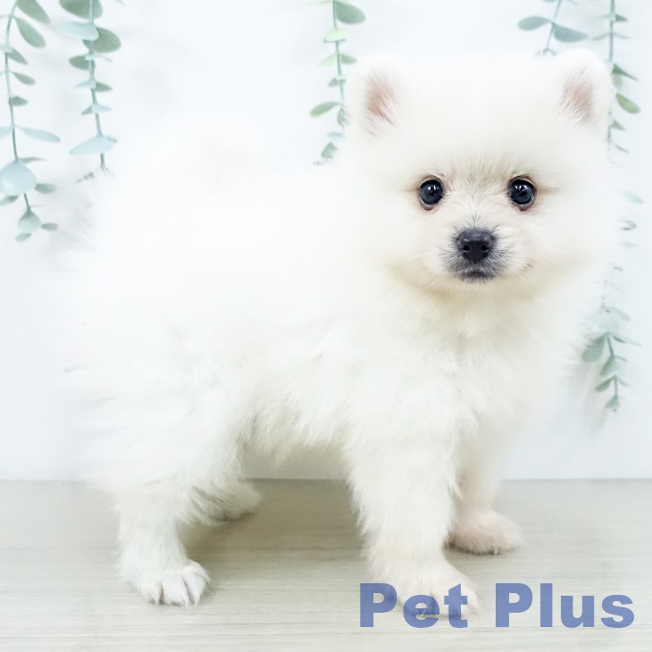 千葉県のポメラニアン (ペットプラス 成田店/2025年10月11日生まれ/男の子/クリーム)の子犬の2枚目の画像