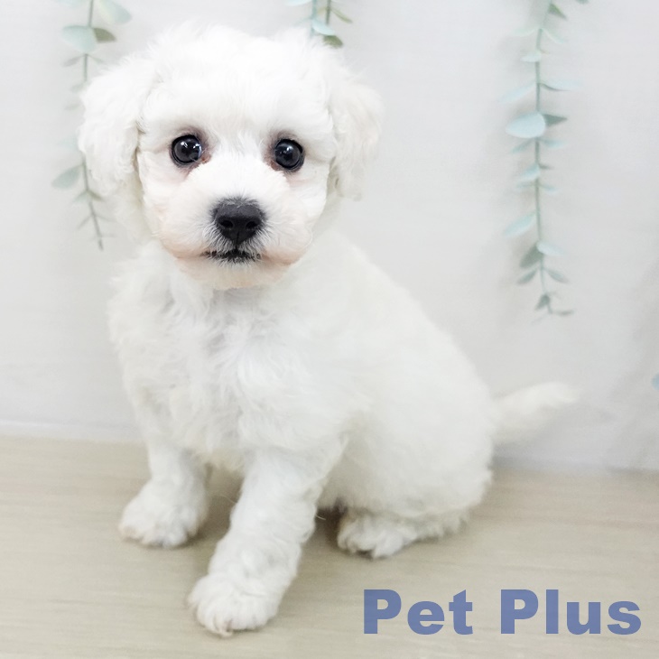 ビション・フリーゼ