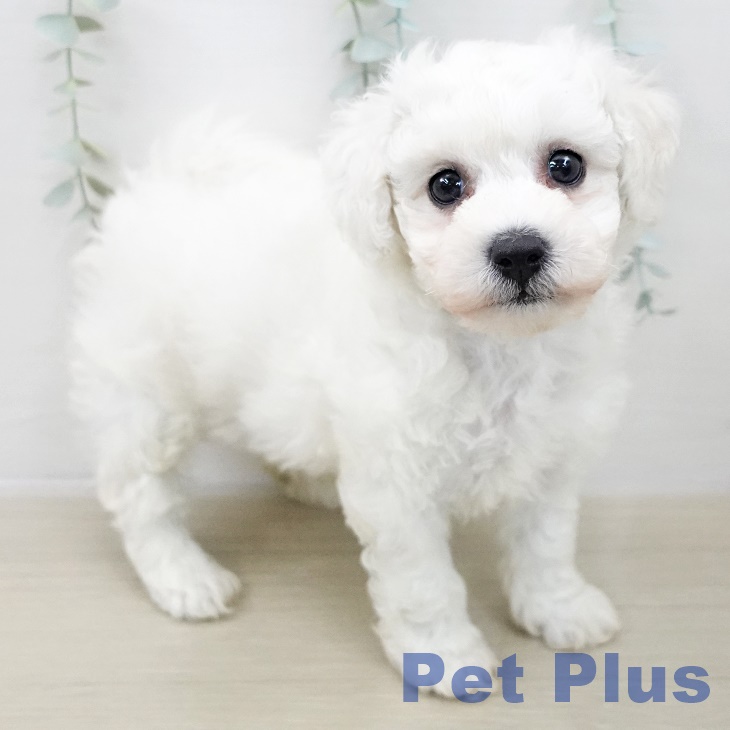 ビション・フリーゼ