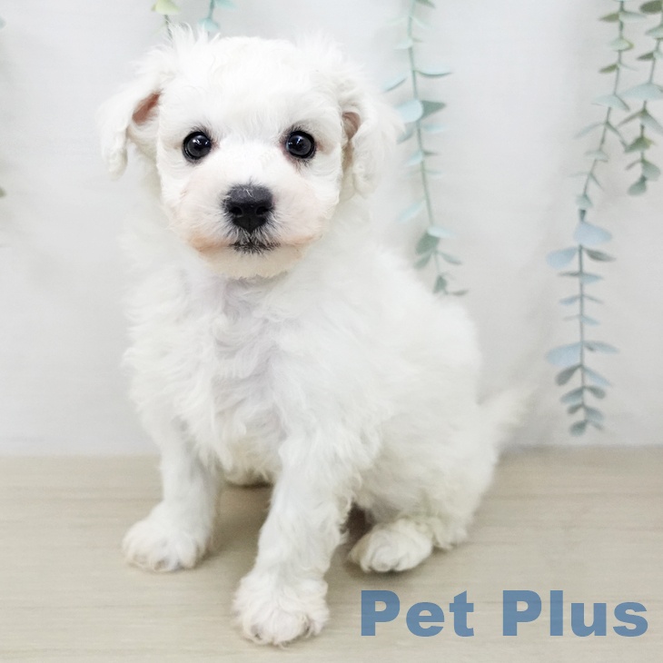 ビション・フリーゼ