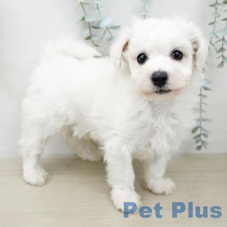 ビション・フリーゼの写真2