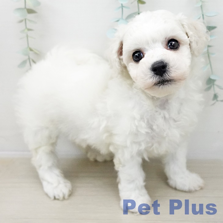 長野県のビションフリーゼ (ペットプラス 松本店/2025年10月11日生まれ/男の子/ホワイト)の子犬の1枚目の画像