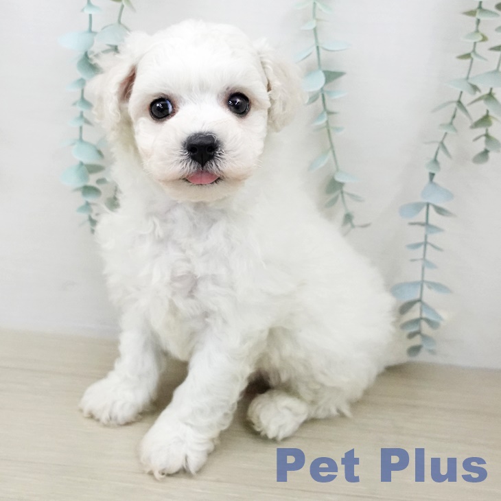 長野県のビションフリーゼ (ペットプラス 松本店/2025年10月11日生まれ/男の子/ホワイト)の子犬の2枚目の画像