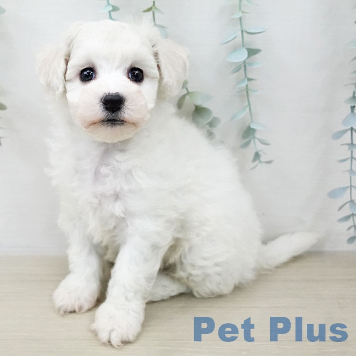 ビション・フリーゼ