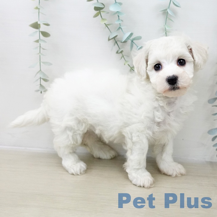 ビション・フリーゼ