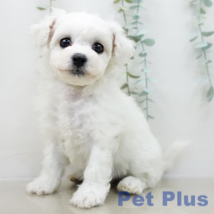 ビション・フリーゼ