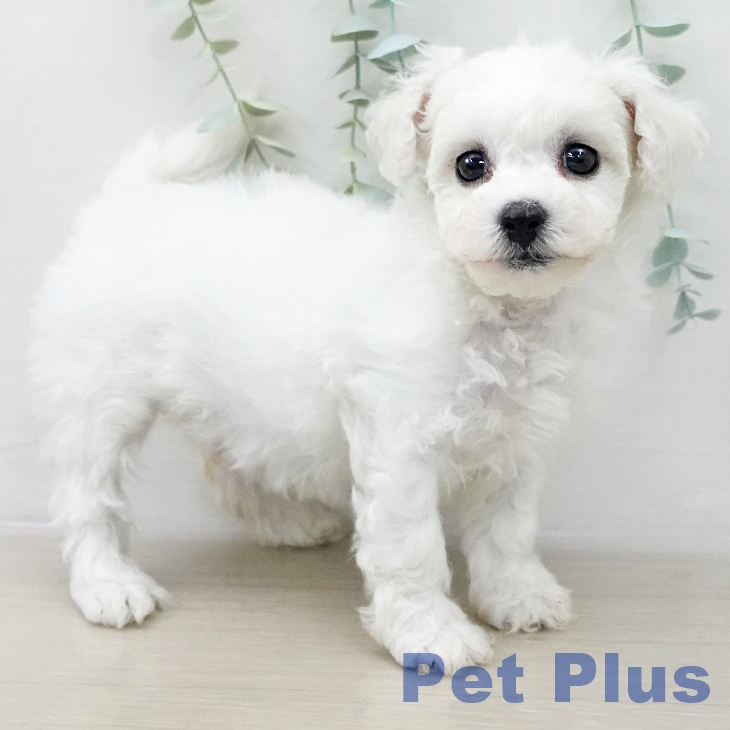 ビション・フリーゼ