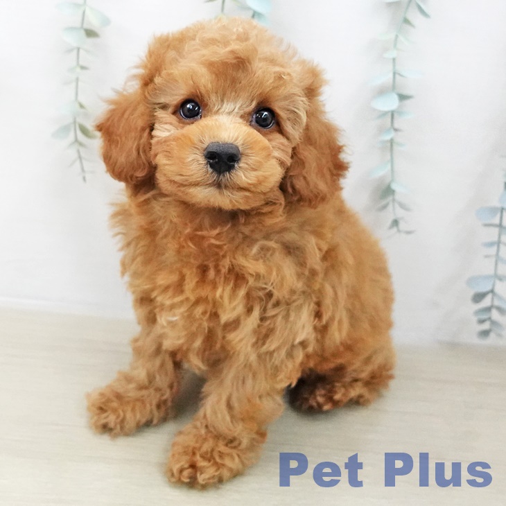 トイ・プードル