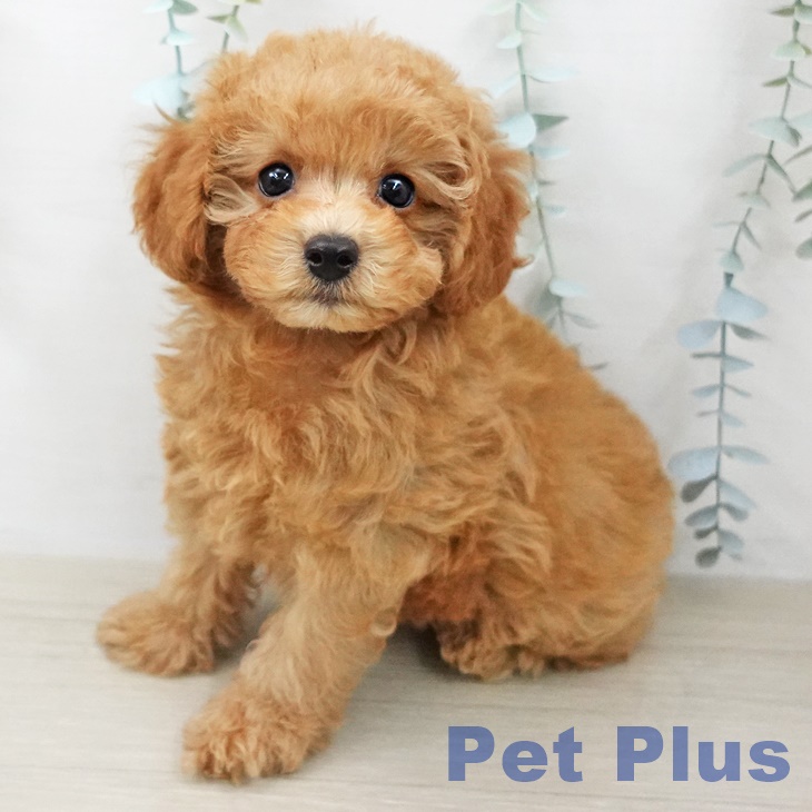 トイ・プードル