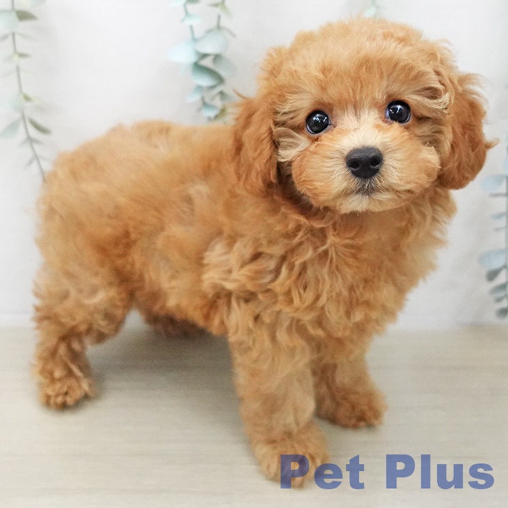 トイ・プードル