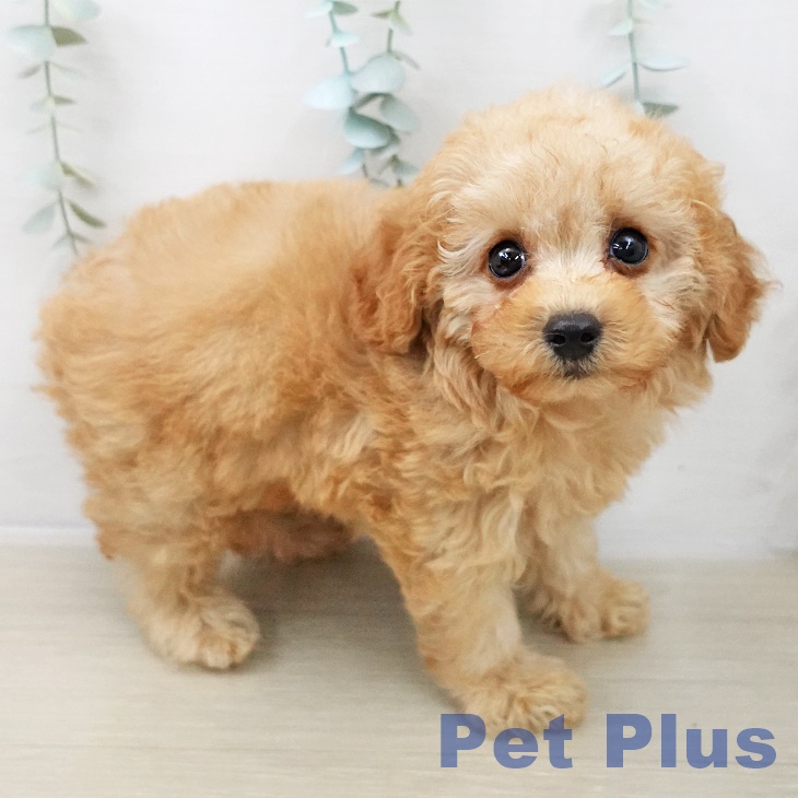 トイ・プードル