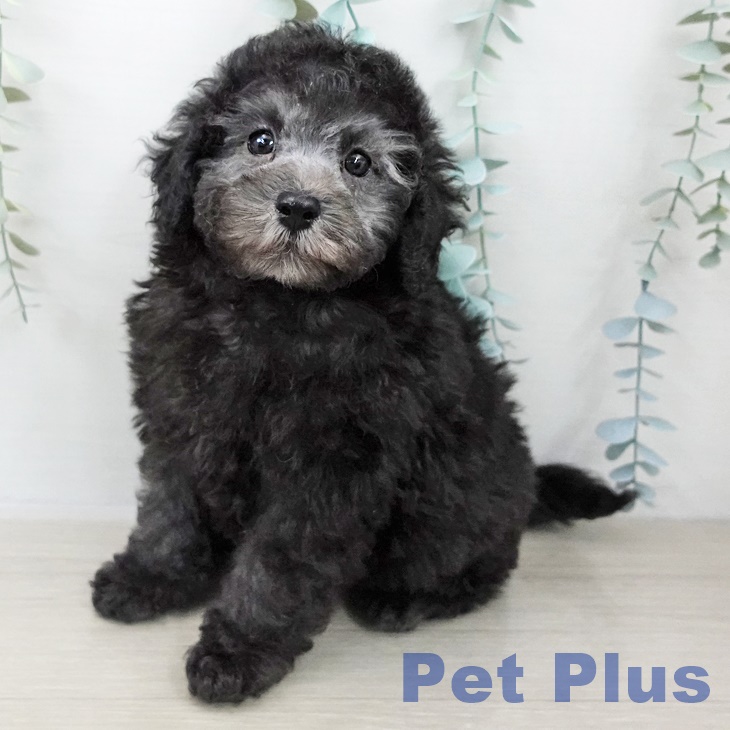 トイ・プードル