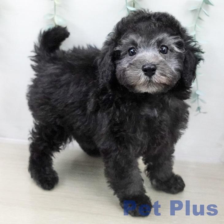 トイ・プードル