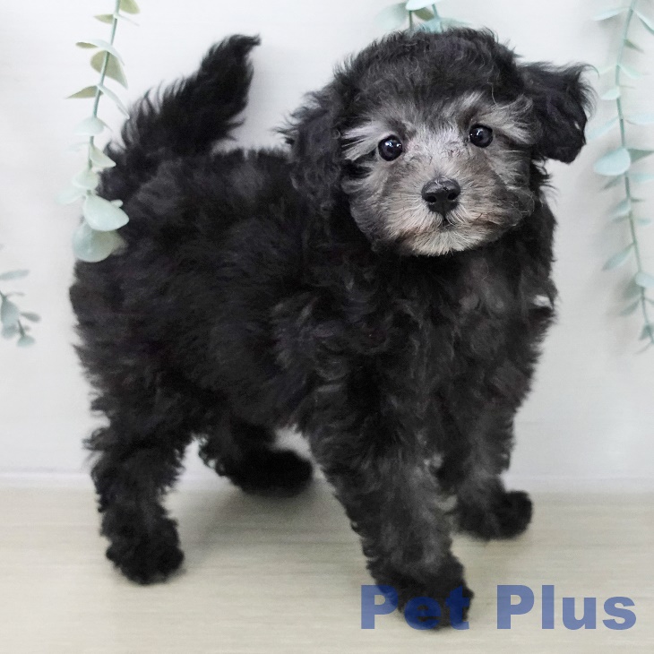 トイ・プードル