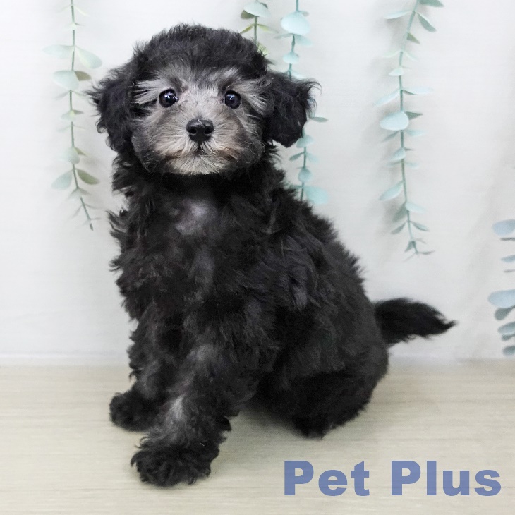 トイ・プードル