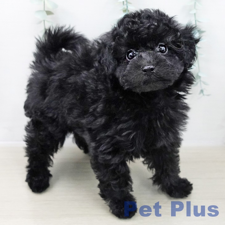 福島県のトイプードル(トイ) (ペットプラス イオンタウン郡山店/2025年10月12日生まれ/女の子/ブラック)の子犬の1枚目の画像