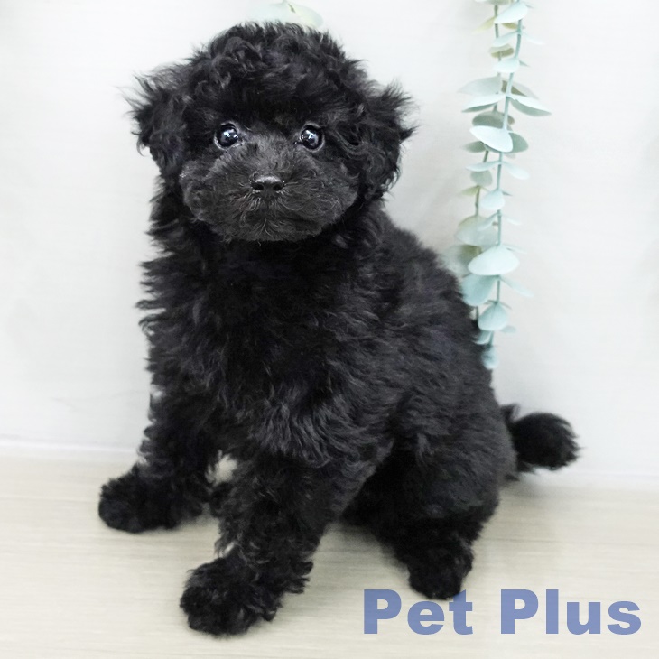 福島県のトイプードル(トイ) (ペットプラス イオンタウン郡山店/2025年10月12日生まれ/女の子/ブラック)の子犬の2枚目の画像