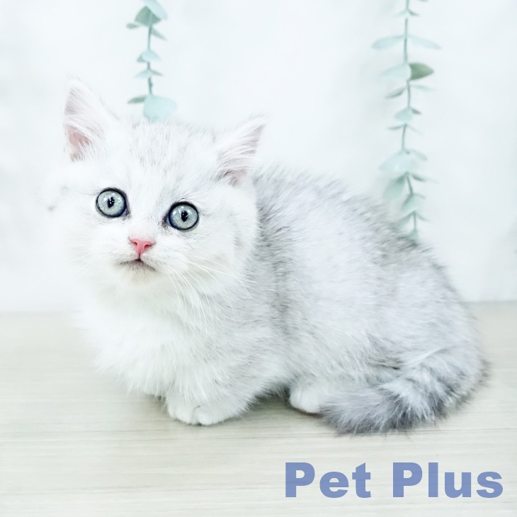 千葉県のミヌエット (ペットプラス 幕張新都心店/2025年10月11日生まれ/女の子/シルバーパッチドマッカレルタビー)の子猫の1枚目の画像