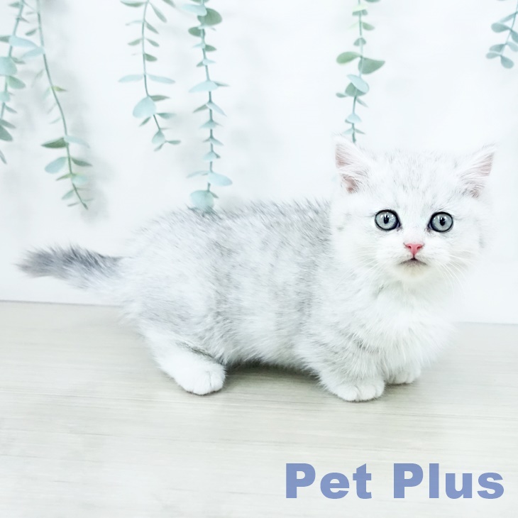 千葉県のミヌエット (ペットプラス 幕張新都心店/2025年10月11日生まれ/女の子/シルバーパッチドマッカレルタビー)の子猫の2枚目の画像