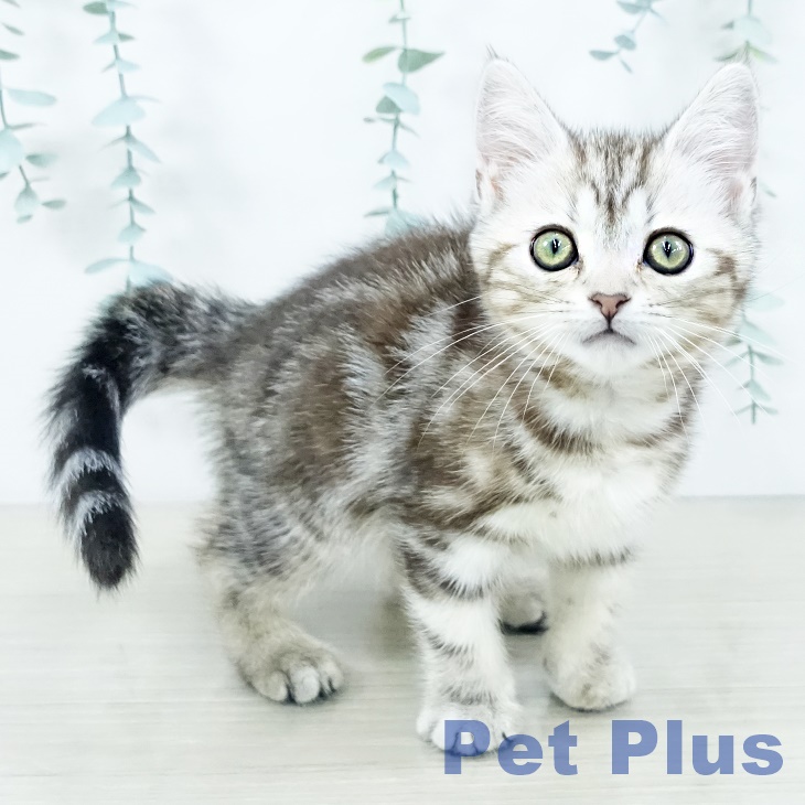 山梨県のアメリカンショートヘアー (ペットプラス 甲府昭和店/2025年10月6日生まれ/女の子/シルバーパッチドタビー)の子猫の1枚目の画像
