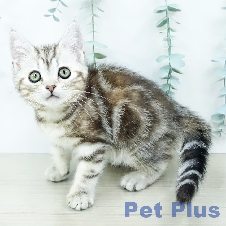 山梨県のアメリカンショートヘアー (ペットプラス 甲府昭和店/2025年10月6日生まれ/女の子/シルバーパッチドタビー)の子猫の2枚目の画像