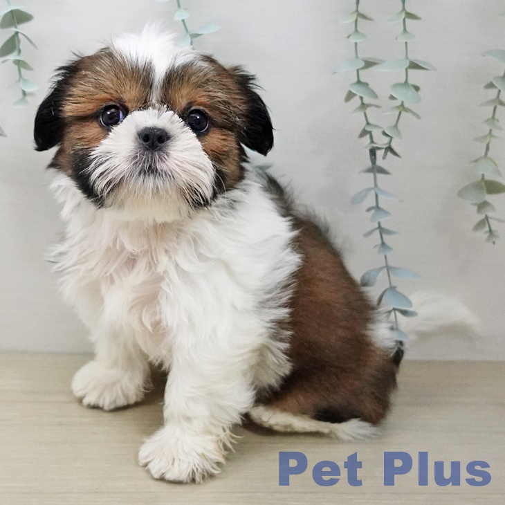 神奈川県のシーズー (ペットプラス 天王町店/2025年10月10日生まれ/男の子/ゴールドホワイト)の子犬の1枚目の画像