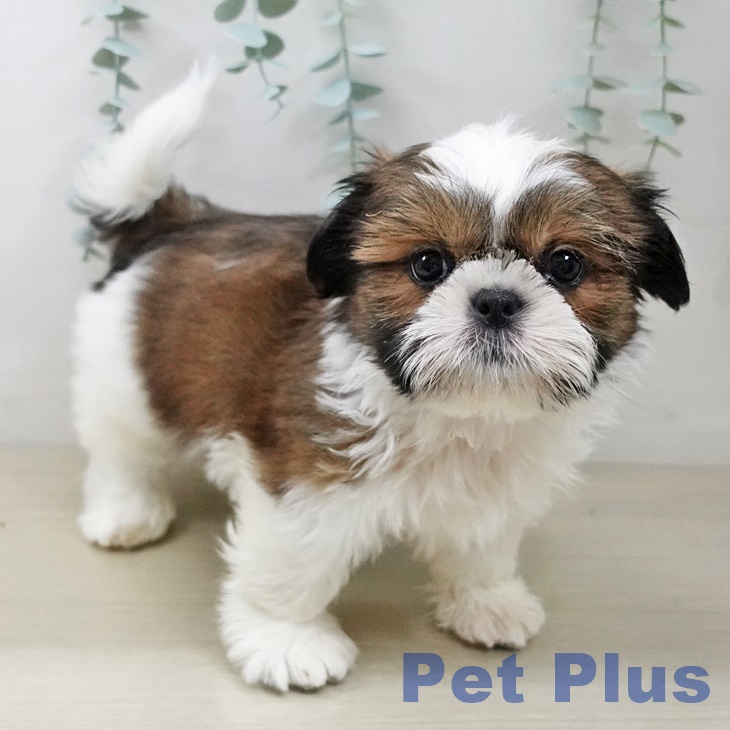 神奈川県のシーズー (ペットプラス 天王町店/2025年10月10日生まれ/男の子/ゴールドホワイト)の子犬の2枚目の画像