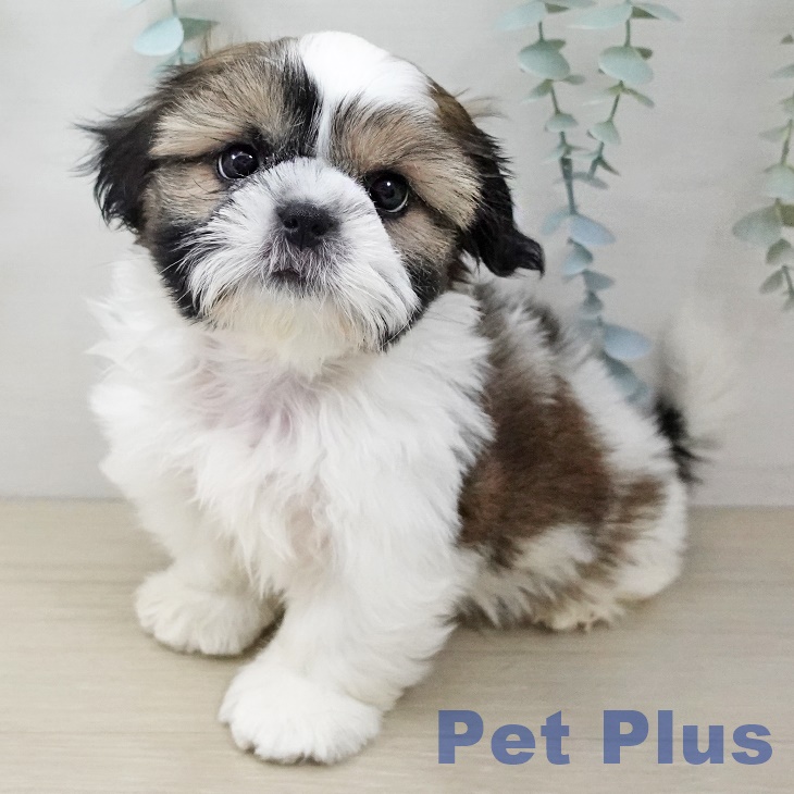 山形県のシーズー (ペットプラス 天童店/2025年10月10日生まれ/男の子/ゴールドホワイト)の子犬の1枚目の画像