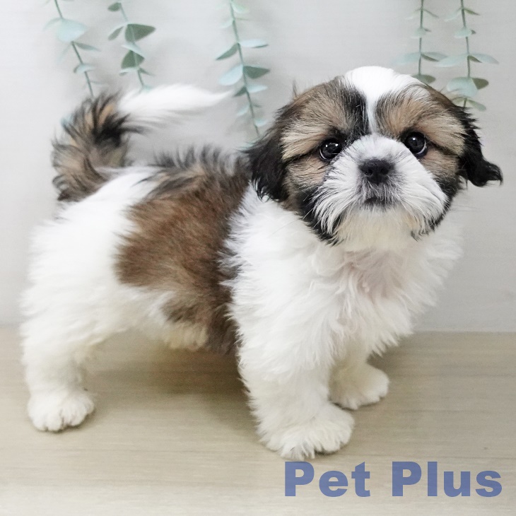 山形県のシーズー (ペットプラス 天童店/2025年10月10日生まれ/男の子/ゴールドホワイト)の子犬の2枚目の画像