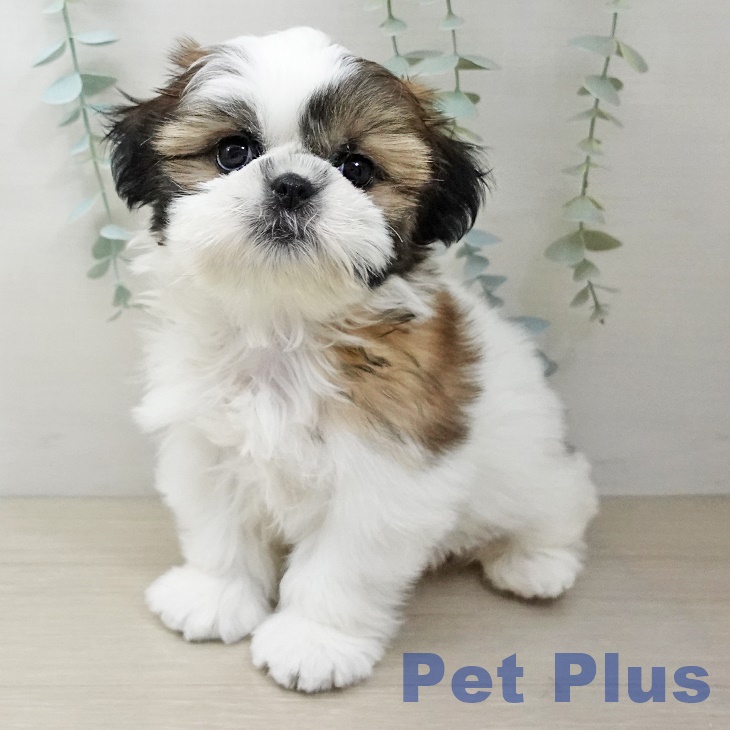 東京都のシーズー (ペットプラス むさし村山店/2025年10月10日生まれ/女の子/ゴールドホワイト)の子犬の1枚目の画像