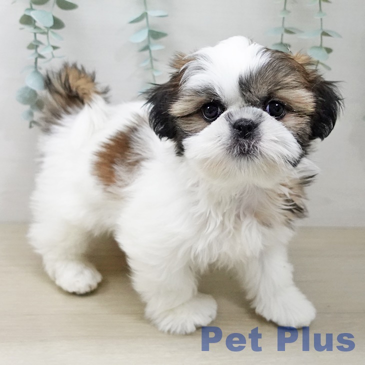 東京都のシーズー (ペットプラス むさし村山店/2025年10月10日生まれ/女の子/ゴールドホワイト)の子犬の2枚目の画像