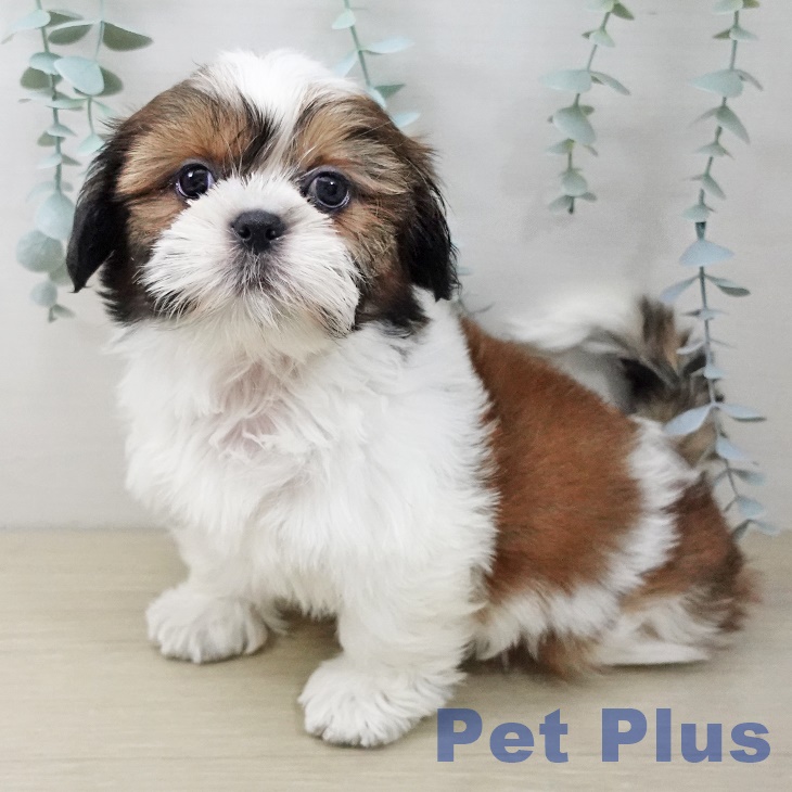 東京都のシーズー (ペッツワン 南砂町SUNAMO店/2025年10月10日生まれ/女の子/ゴールドホワイト)の子犬の1枚目の画像