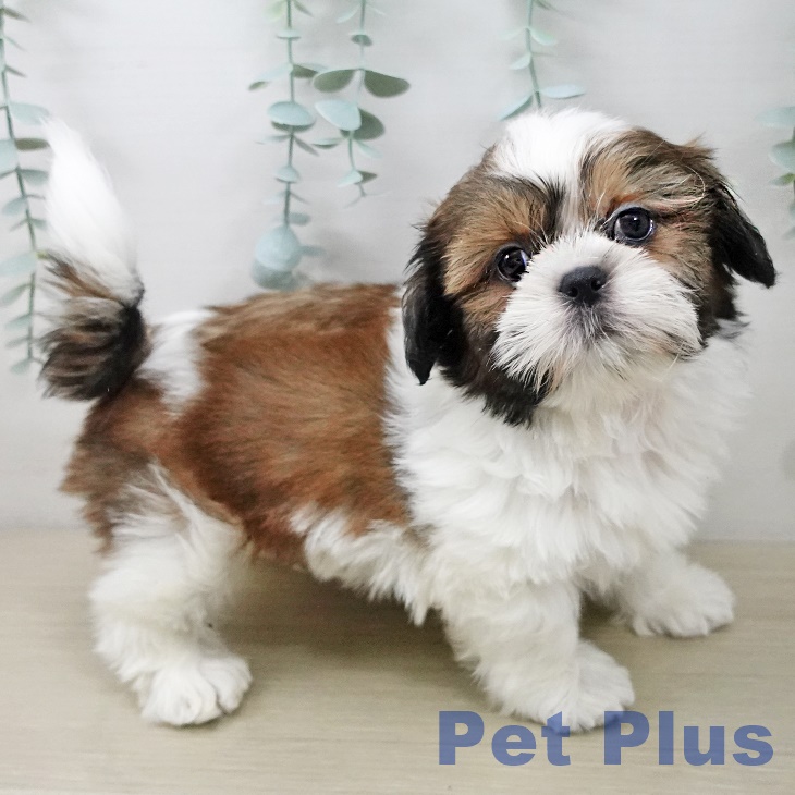 東京都のシーズー (ペッツワン 南砂町SUNAMO店/2025年10月10日生まれ/女の子/ゴールドホワイト)の子犬の2枚目の画像