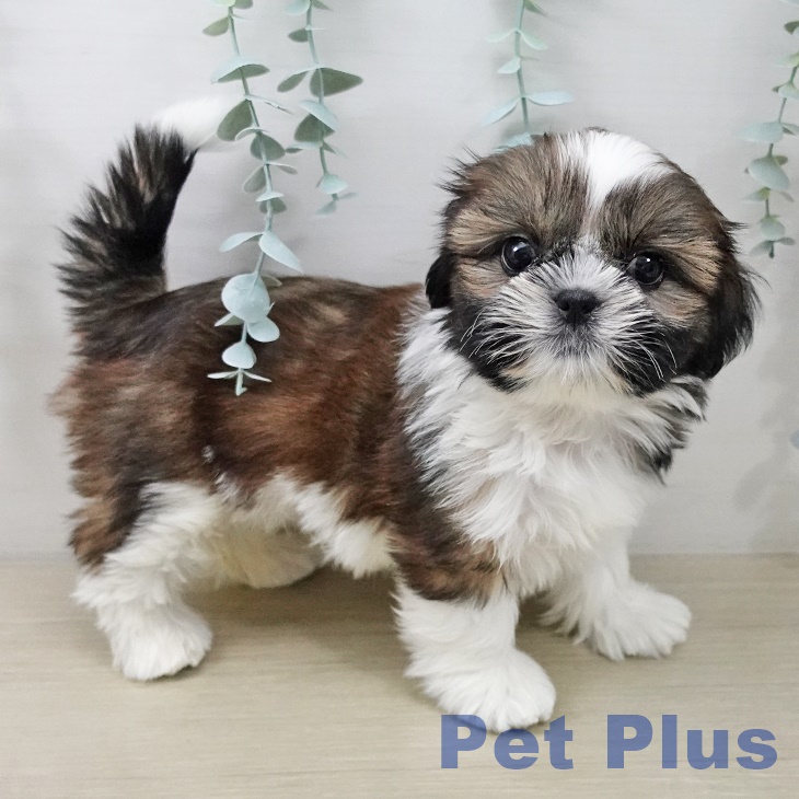 神奈川県のシーズー (ペットプラス 座間店/2025年10月10日生まれ/女の子/ゴールドホワイト)の子犬の1枚目の画像