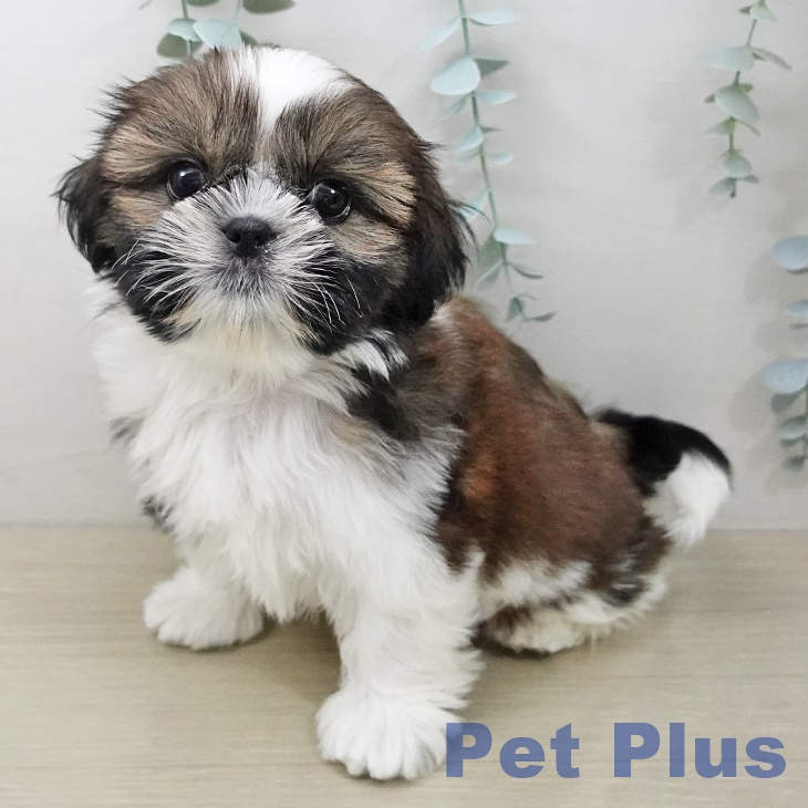 神奈川県のシーズー (ペットプラス 座間店/2025年10月10日生まれ/女の子/ゴールドホワイト)の子犬の2枚目の画像