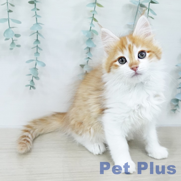 ノルウェージャンフォレストキャット